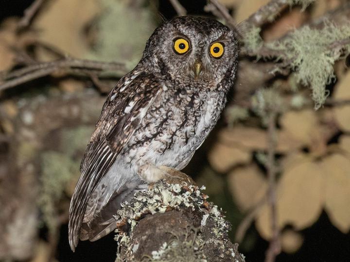 Whiskered Screech Owl