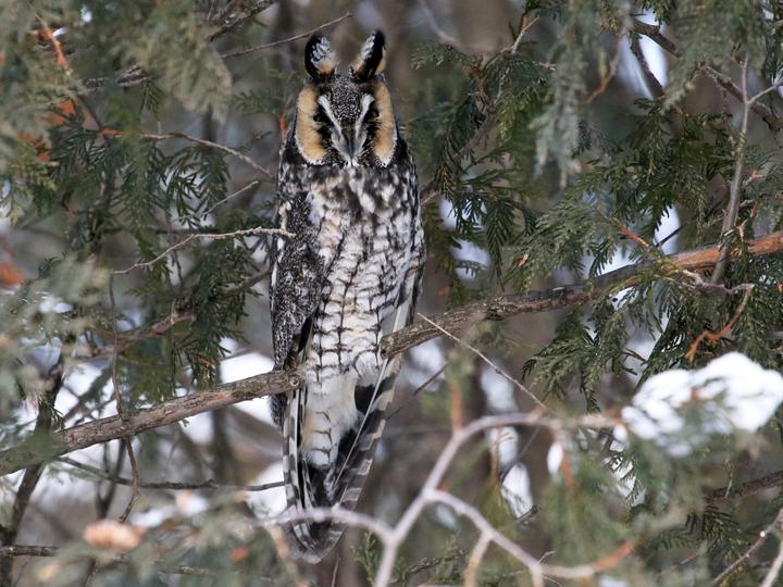Long-eared Owl
