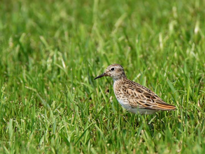 Long-toed Stint