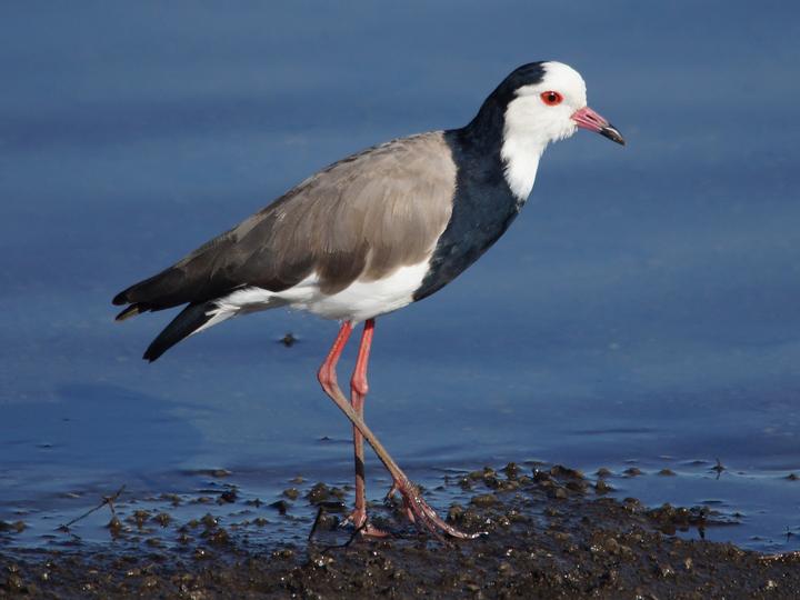 Long-toed Lapwing