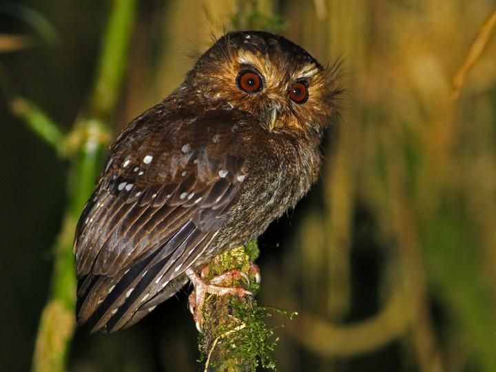 Long-whiskered Owlet
