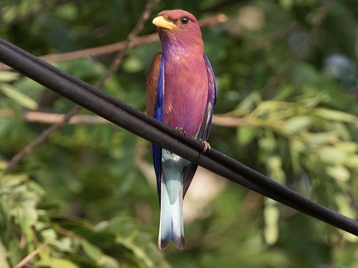 Broad-billed Roller