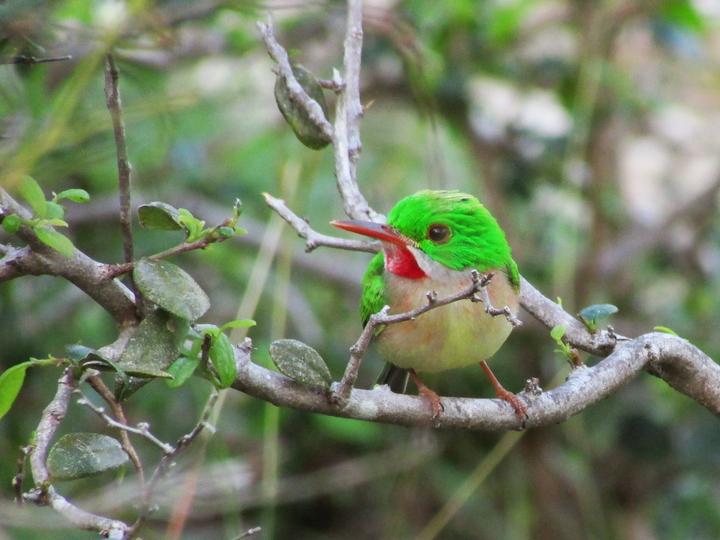 Broad-billed Tody