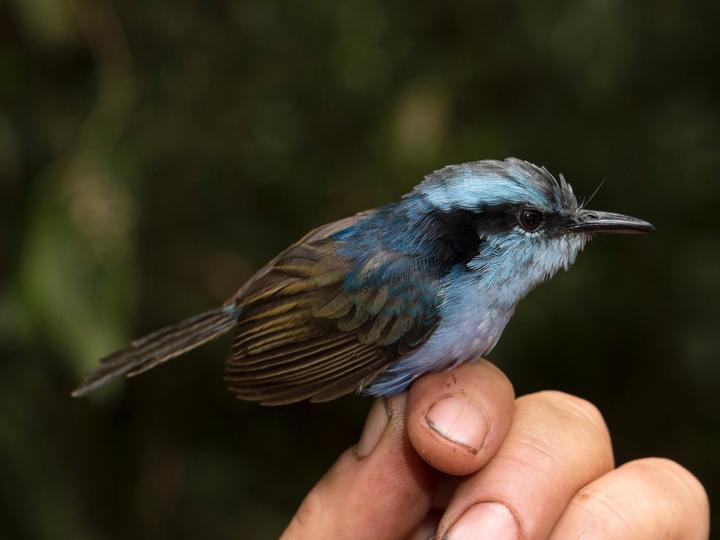 Broad-billed Fairywren