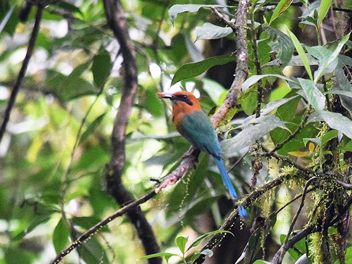 Broad-billed Motmot