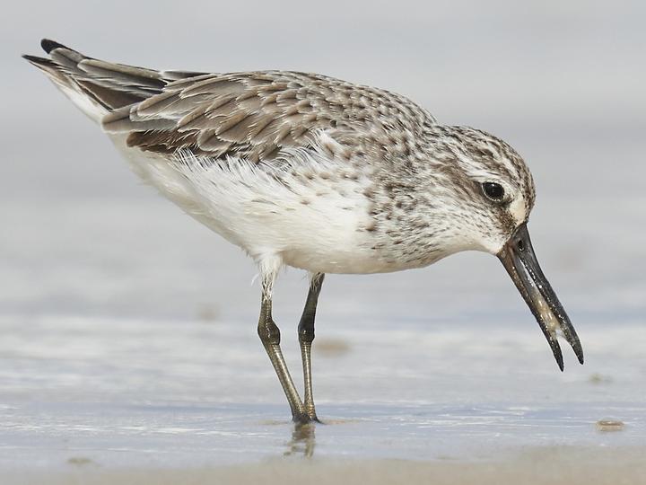 Broad-billed Sandpiper