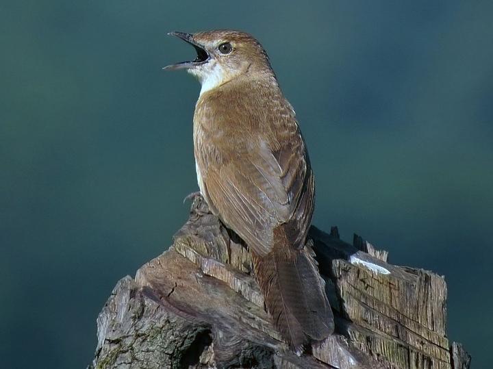 Broad-tailed Grassbird