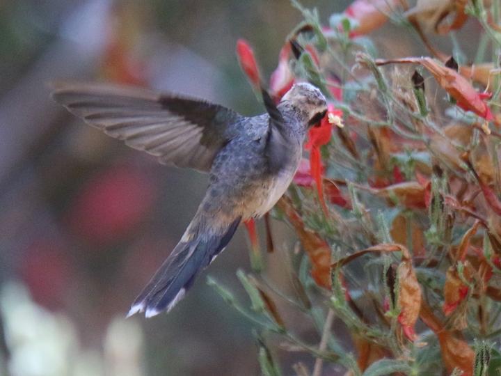 Broad-tipped Hermit