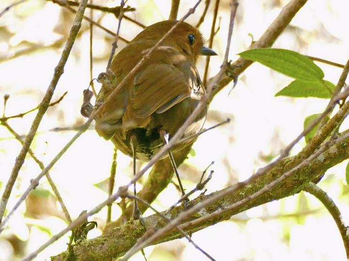 Ayacucho Antpitta