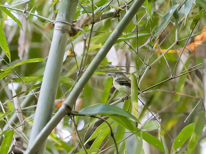 Acre Tody-Tyrant