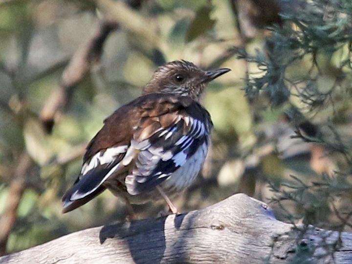Aztec Thrush