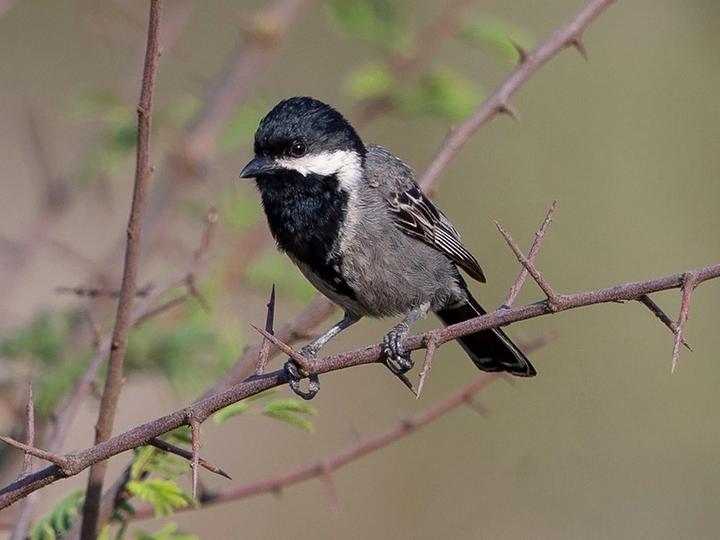 Ashy Tit
