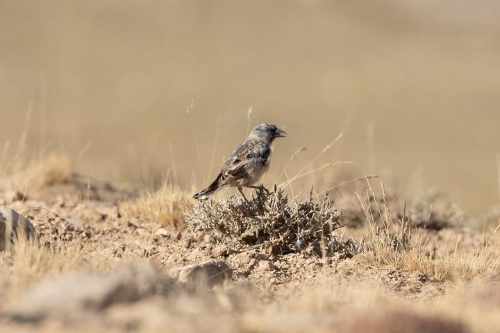 Afghan Snowfinch