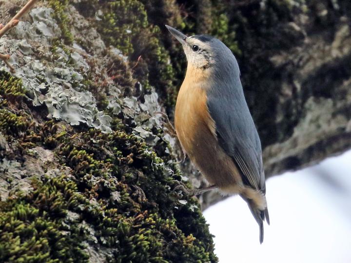 Algerian Nuthatch