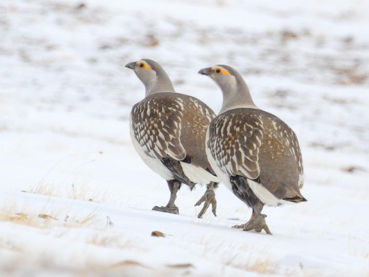 Altai Snowcock