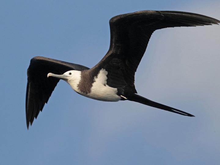 Ascension Frigatebird