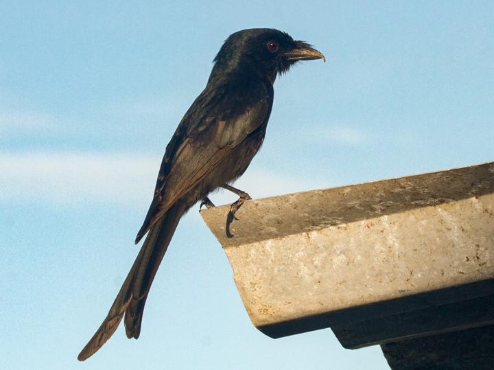 Aldabra Drongo