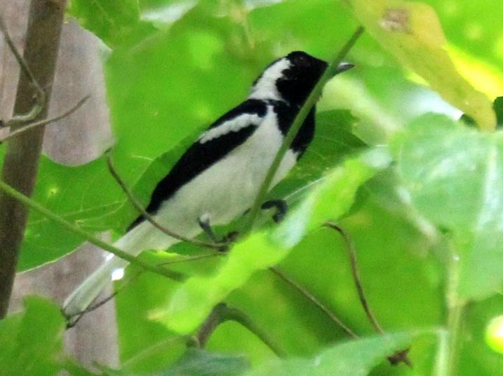 Manus Monarch