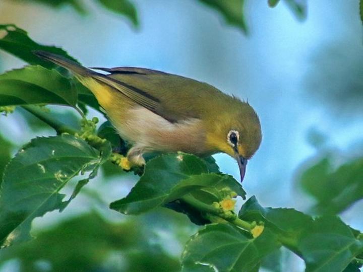Aldabra White-eye