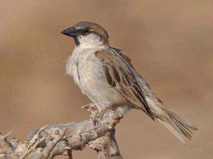 Abd al-Kuri Sparrow