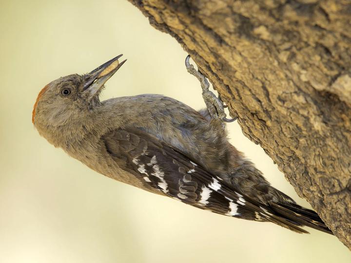 Arabian Woodpecker