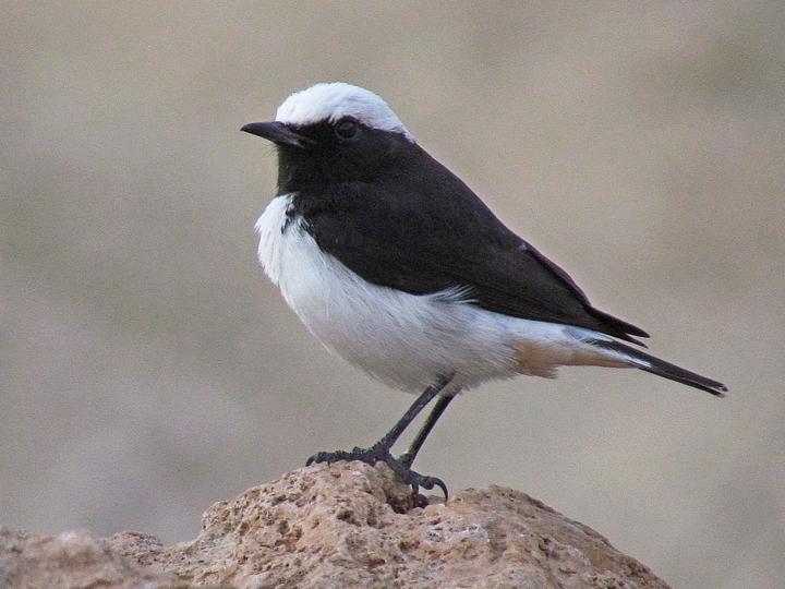 Arabian Wheatear