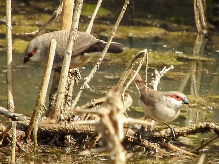 Arabian Waxbill