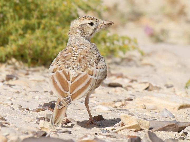 Arabian Lark