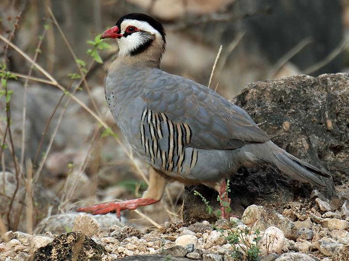 Arabian Partridge