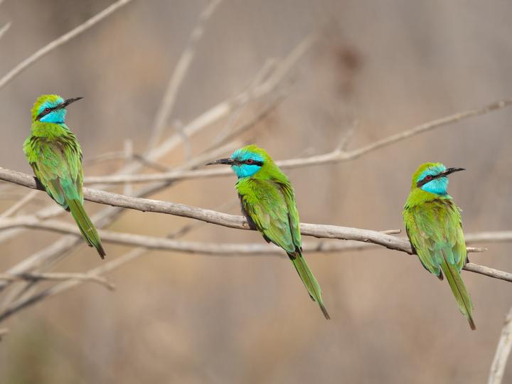 Arabian Green Bee-eater