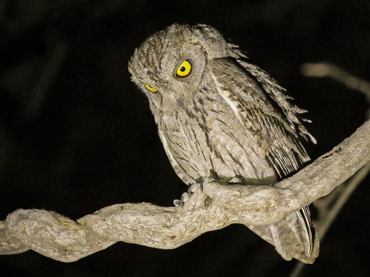 Arabian Scops Owl