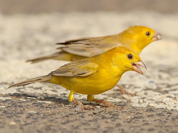 Arabian Golden Sparrow