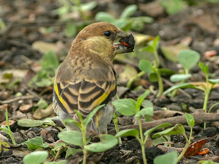 Arabian Golden-winged Grosbeak