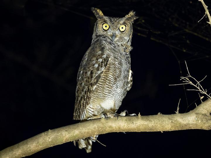 Arabian Eagle-Owl