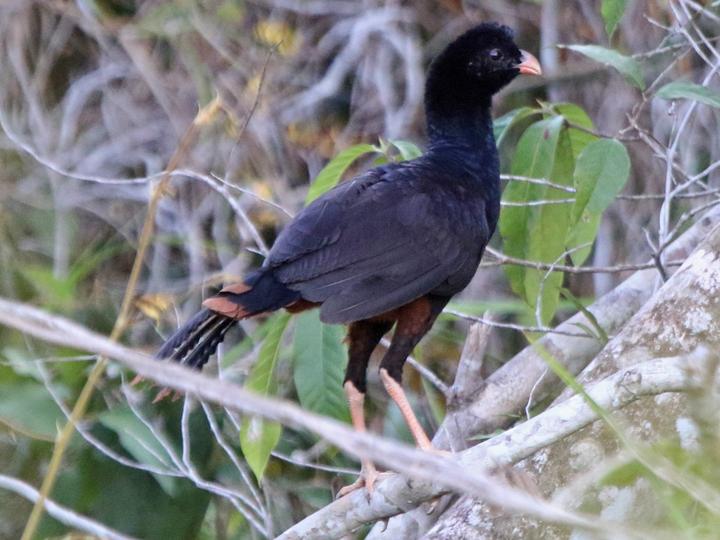 Alagoas Curassow