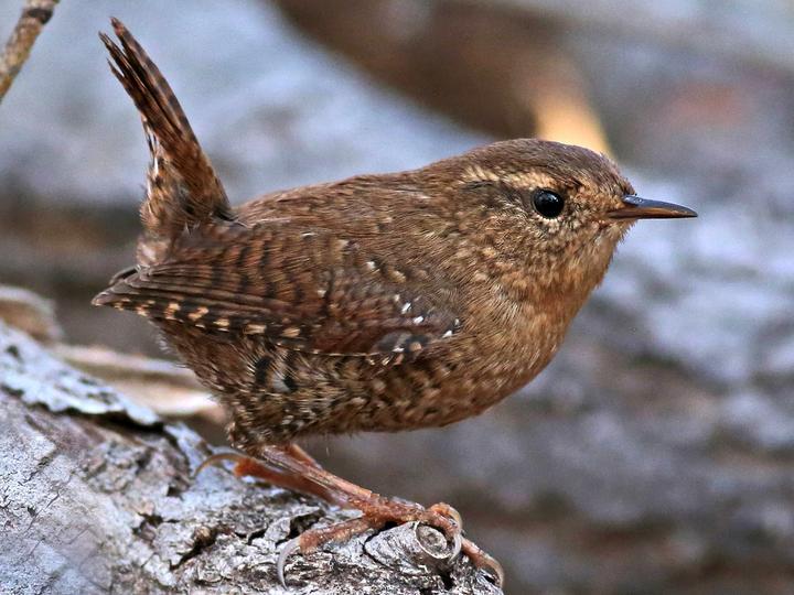 Pacific Wren