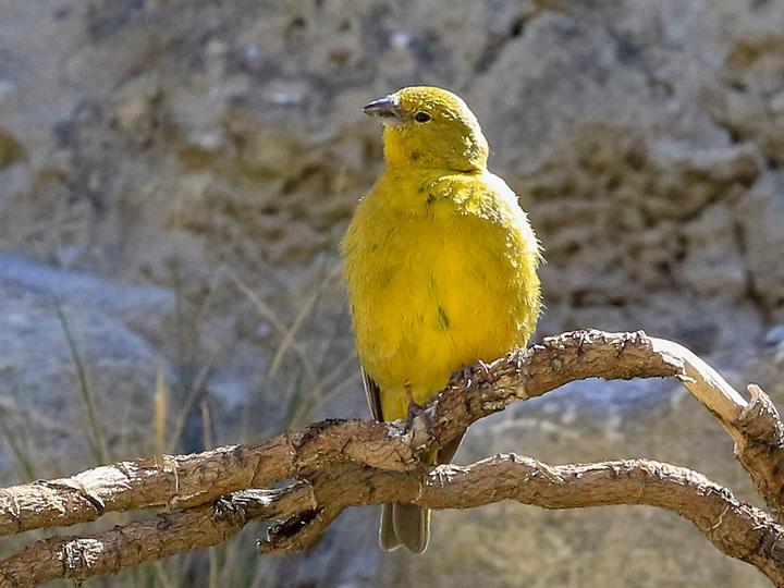 Monte Yellow Finch