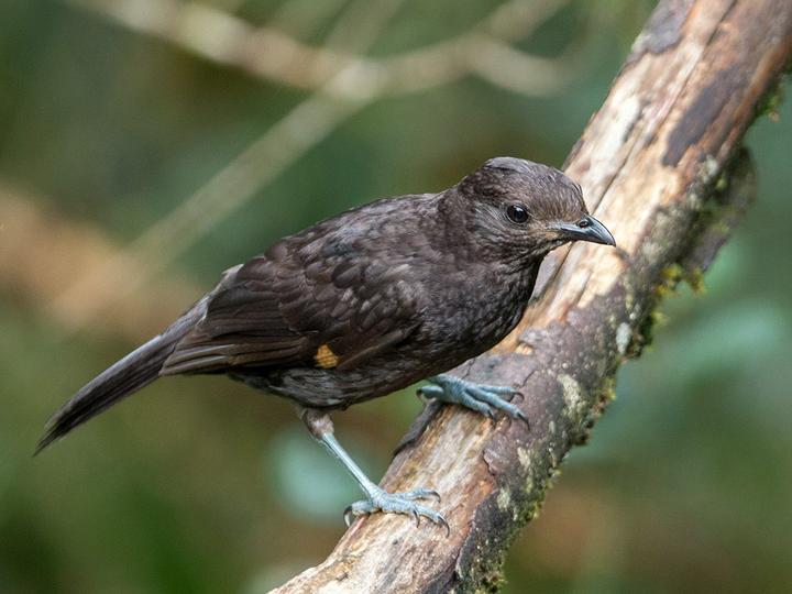 Archbold's Bowerbird