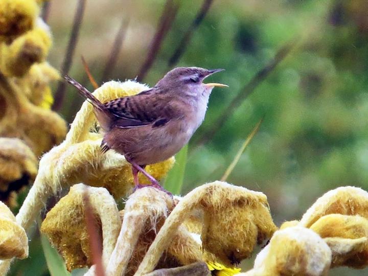 Apolinar's Wren