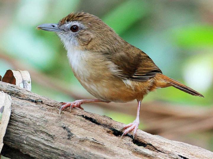 Abbott's Babbler