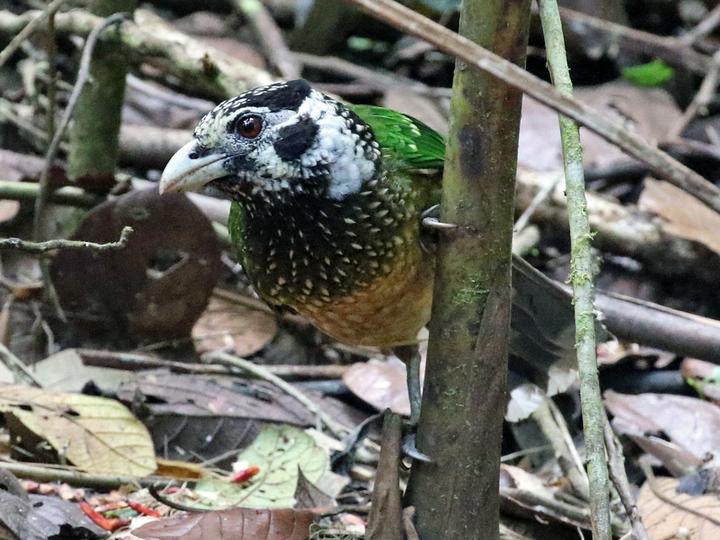 Arfak Catbird