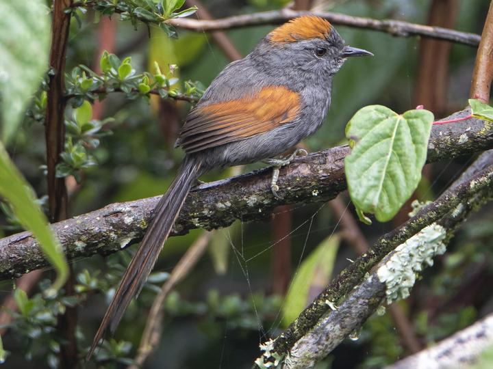 Apurimac Spinetail