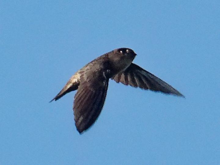 Ameline Swiftlet