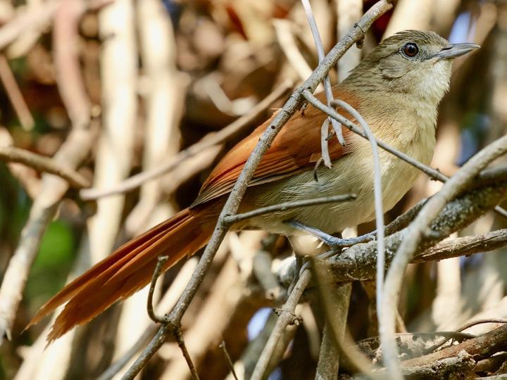 Araguaia Spinetail