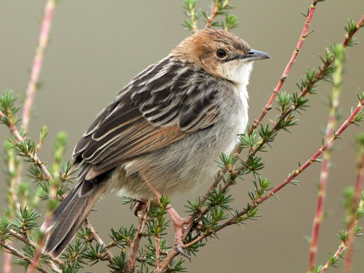 Aberdare Cisticola