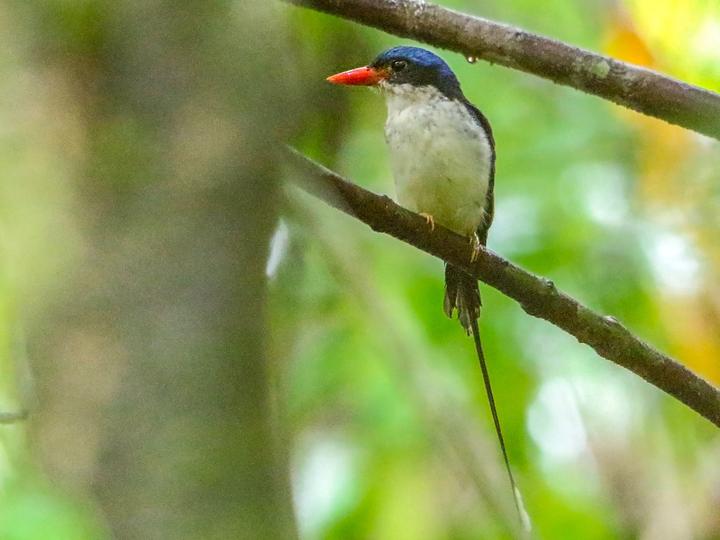 Little Paradise Kingfisher