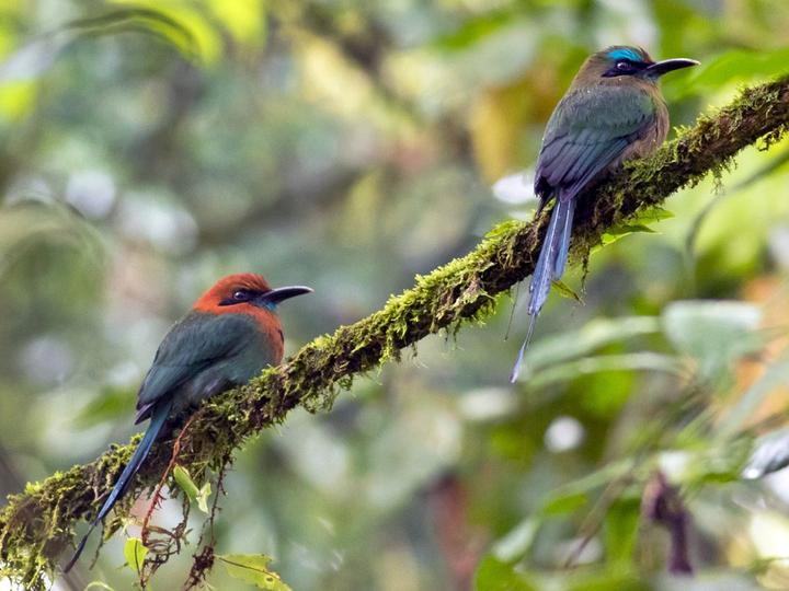 Keel-billed Motmot