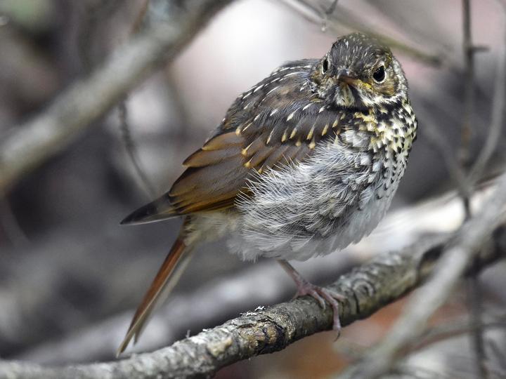 Hermit Thrush