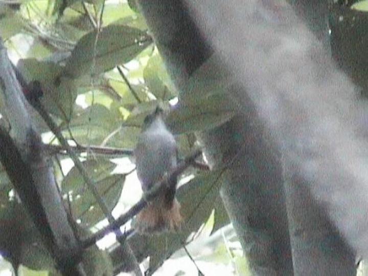 Furtive Flycatcher