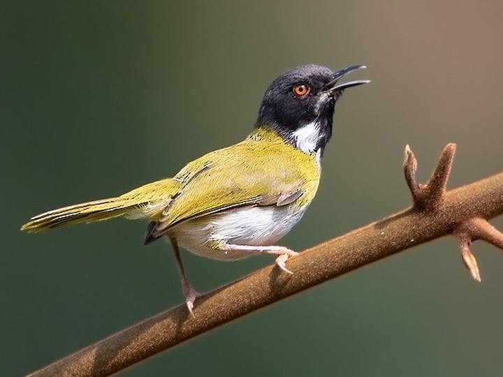 Lowland Masked Apalis